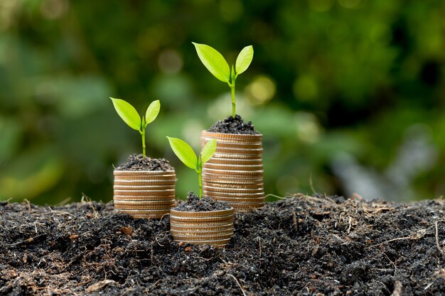 The coins are stacked on the ground and the seedlings are growing on top, the concept of saving money and financial and business growth.