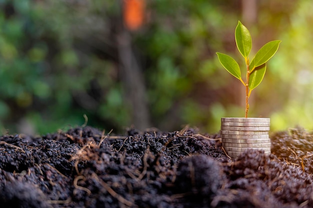 The coins are stacked on the ground and the seedlings are growing on top