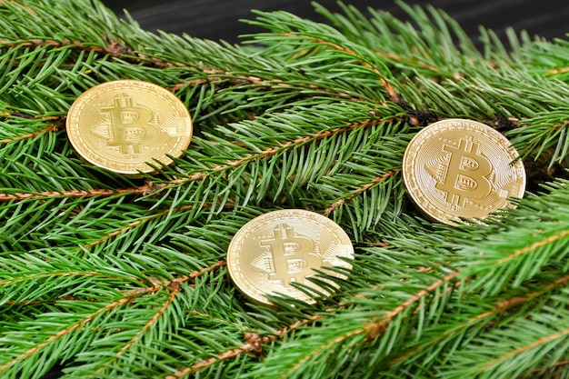 Coins Bitcoin on a spruce branch Closeup Business concept