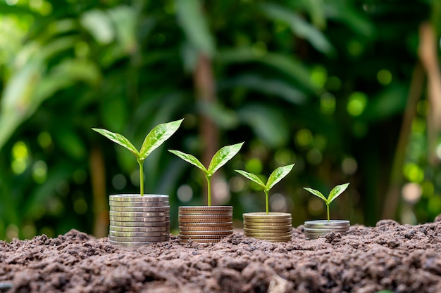 Coins and crops on coins with blur green background finance, investment, and money growth concept.