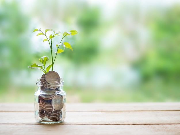 Coins in a jar with a small sprout