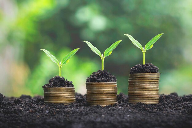 Photo coins stack with step growing plant and sunshine background. concept saving money