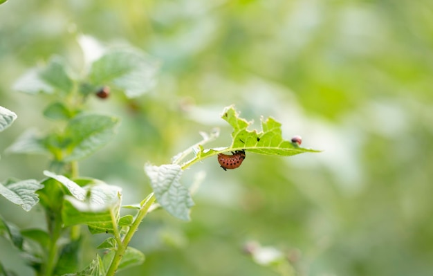 Colarada beetles eat growing potatoes