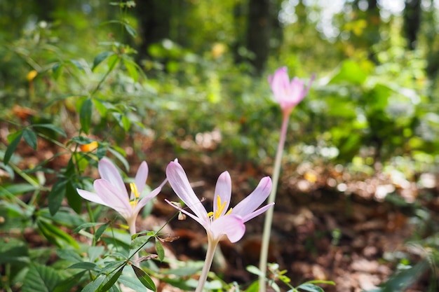 一般に秋クロッカス メドウ サフランとして知られている Colchicum autumnale は、真のクロッカスに似ているが、Colchicaceae 植物ファミリーのメンバーである有毒な秋開花開花植物です。