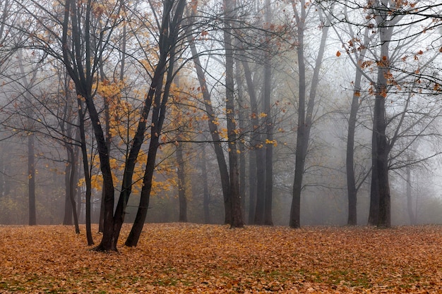 cold autumn weather in foggy morning