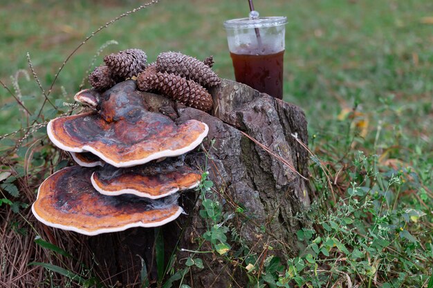 Cold coffee and pine seed on Timber of Pine trees