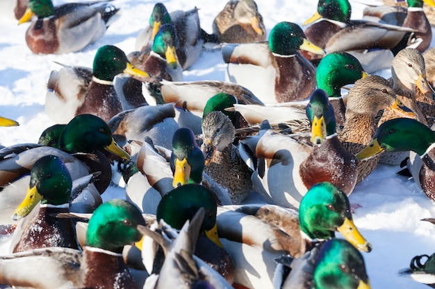 The cold season with frosts and snow, ducks sit in the snow, a large flock of ducks that stayed for the winter in Europe