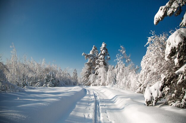 森の中の寒い雪の冬