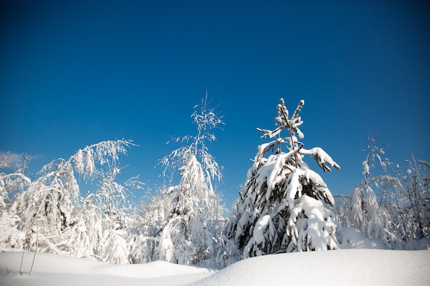 森の中の寒い雪の冬