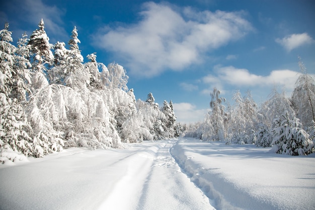 森の中の寒い雪の冬