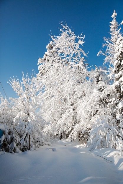 Cold snowy winter in the forest