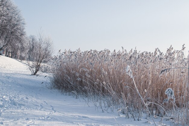 Cold sunny frozen day view by the river and park in winter