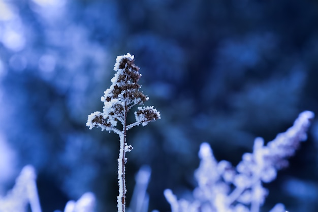 Cold Winter hoarfrost on single Frozen plant  Cold dark blue snow background Extreme cold weather