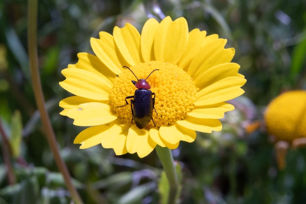 A coleoptera tenebrionidae perched on a anthemis tinctoria