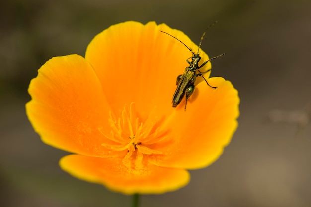 Coleopteron insect on California golden poppy