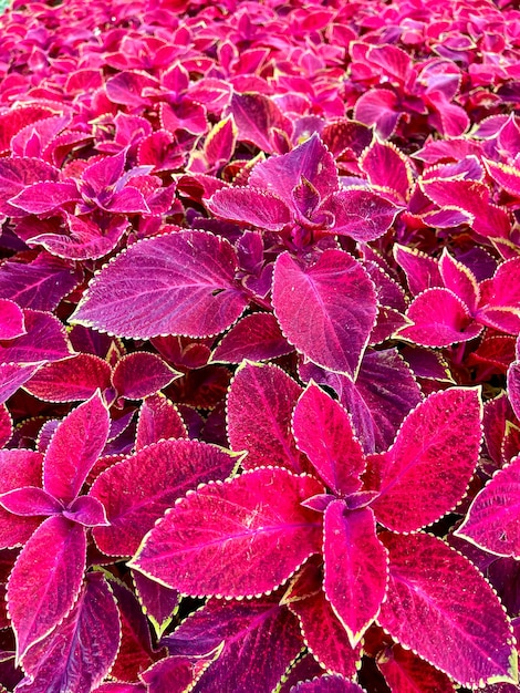 コリウスの花の葉の背景。自然なピンクのコリウス植物の葉の美しい視点