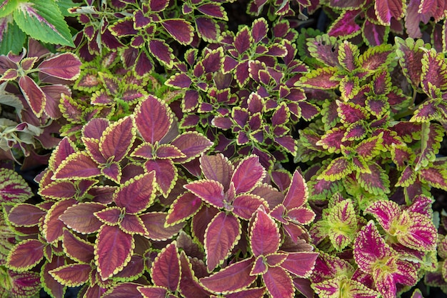 Foto coleus, geschilderde brandnetel of solenostemon-blad.