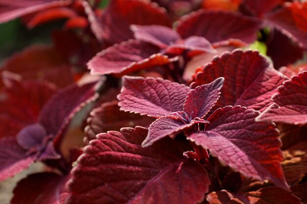 Foto coleus in een bloembed planten kweken in parkahna op de vensterbank