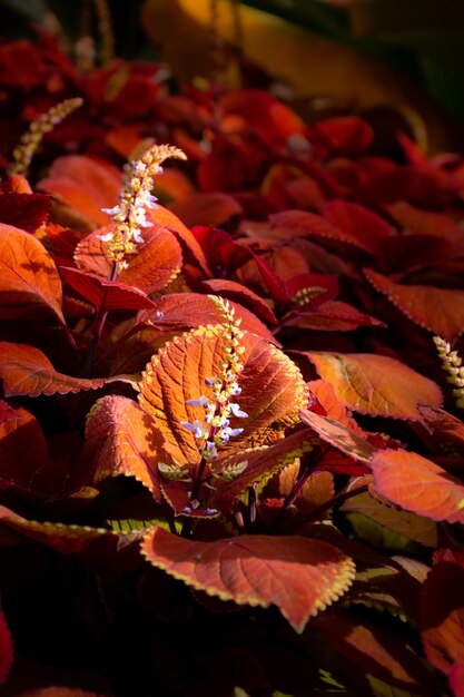 Coleus는 Lamiaceae 가족 근접 촬영에 있는 식물의 속입니다