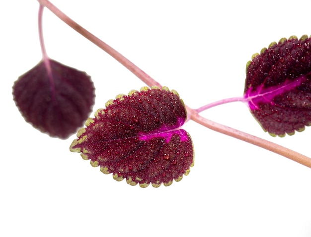 Coleus leaves Red nettle