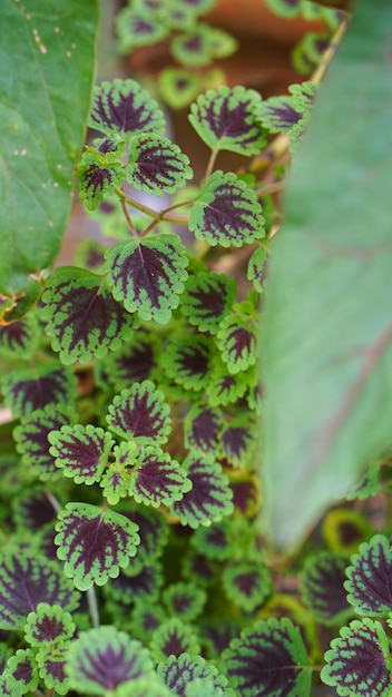 Coleus or miana plant leaves close up shot