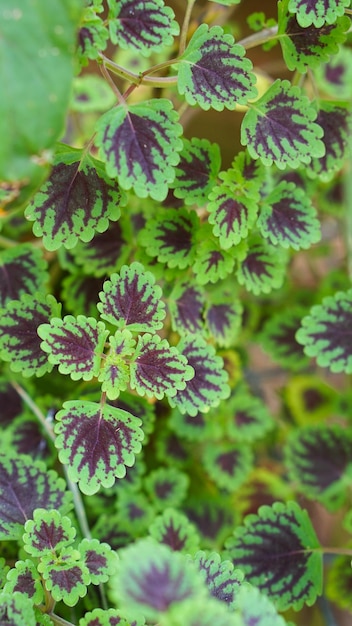 Coleus or miana plant leaves close up shot