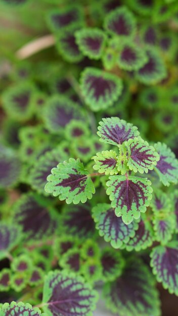 Coleus or miana plant leaves close up shot