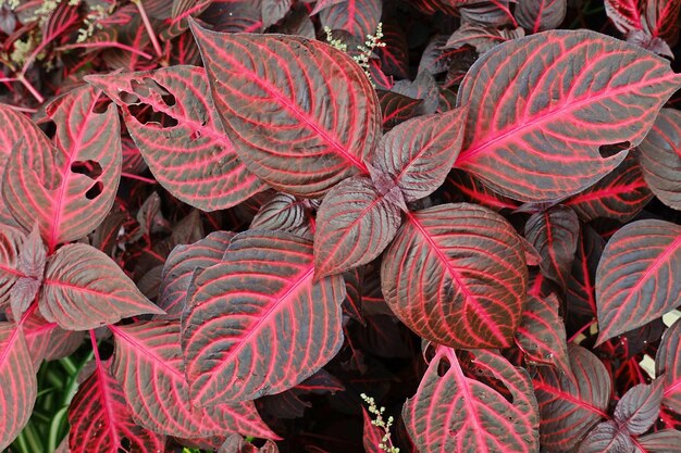 Foto coleus ofgeverfde brandnetel kleurrijke bladstruik