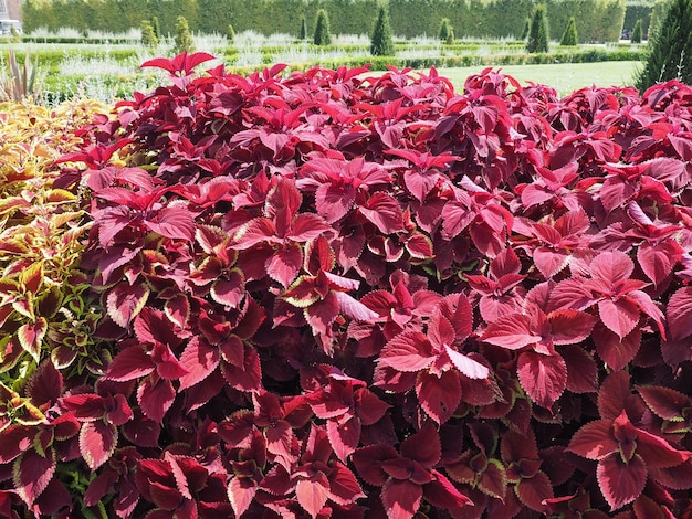 Coleus (painted nettle) plant