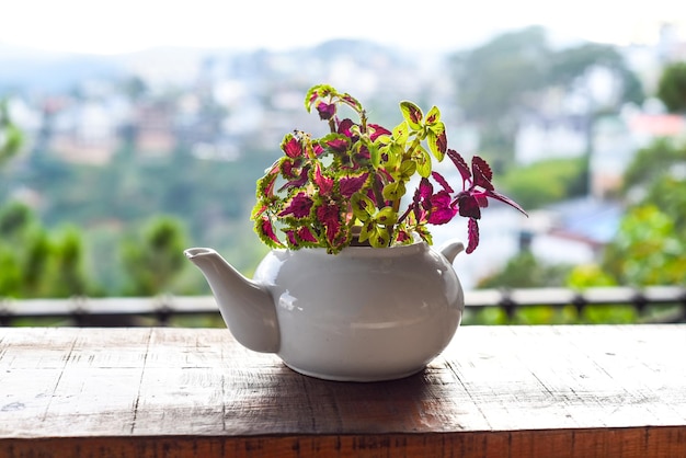 Coleus plant in creative flower pot as teapot against mountain landscape