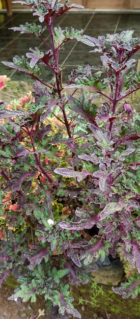 Coleus Plant foto genomen vanuit een close-up hoek