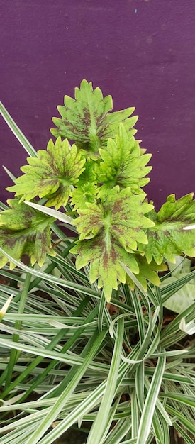 コレウス植物の緑色の葉 赤い合金 近距離から撮った