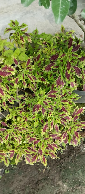 Foto coleus plant groene bladeren rode legering genomen op korte afstand