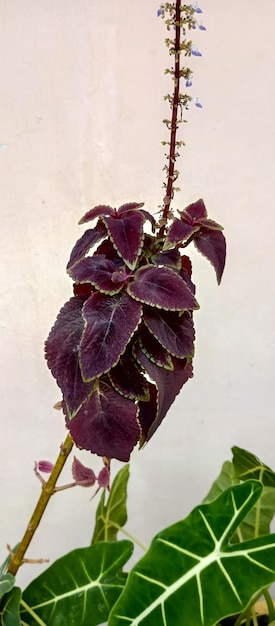 Foto pianta di coleus scattata da vicino