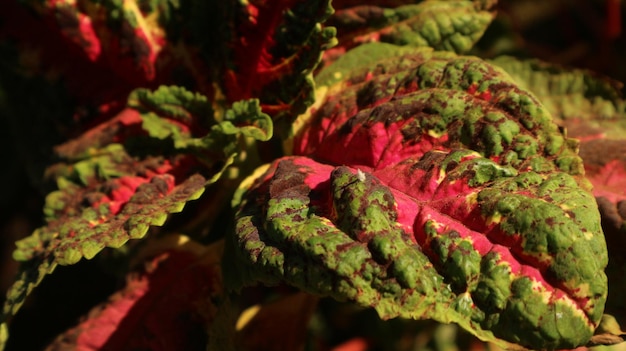 Coleus plant wavy leaf texture full color