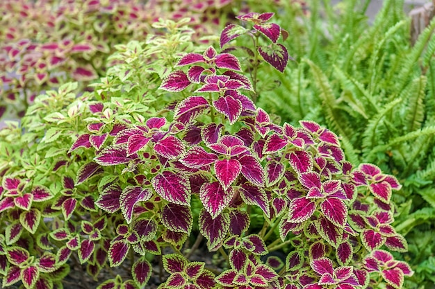 写真 コリウス植物。