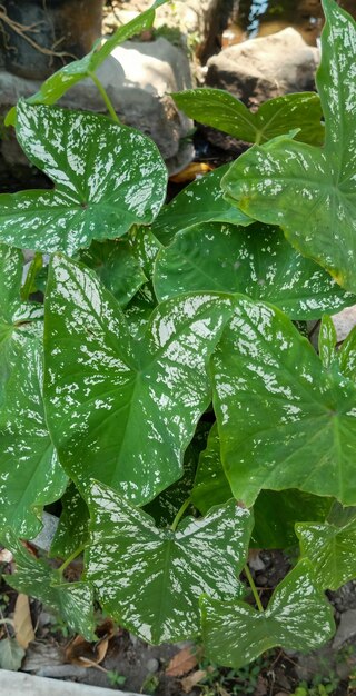 Coleus plant