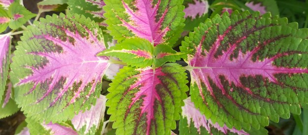 Photo coleus plant