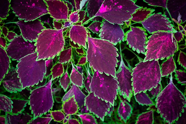 Foto piante di coleus in colore viola e verde.