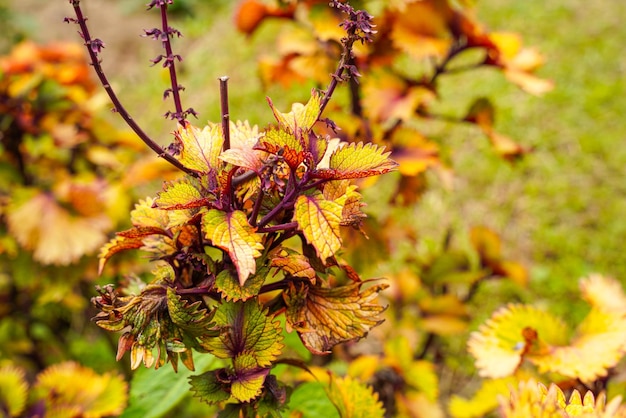 Coleus scutellarioides, algemeen bekend als coleus