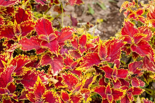 Coleus scutellarioides, beter bekend als coleus