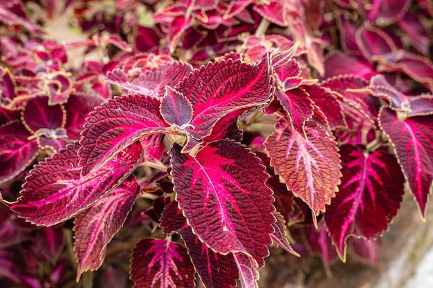 Coleus scutellarioides, beter bekend als coleus