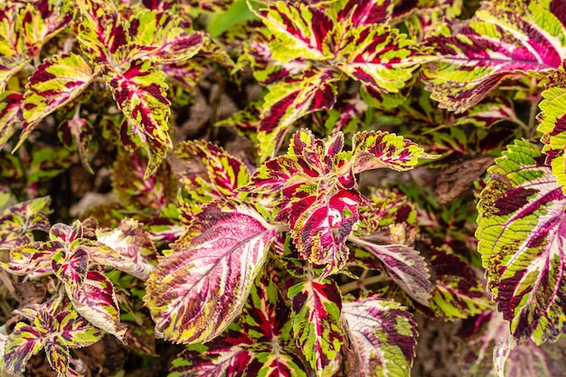 Coleus scutellarioides, commonly known as coleus