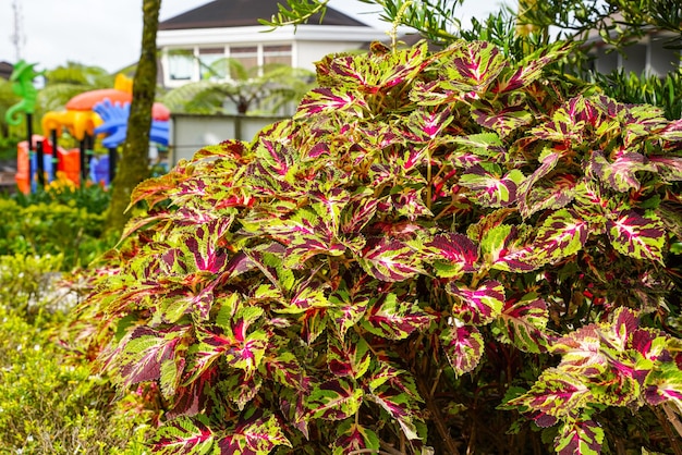 Coleus scutellarioides, обычно известный как coleus