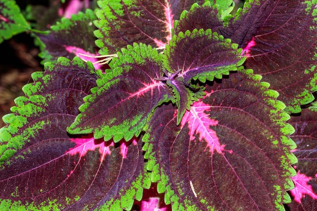 Coleus scutellarioides