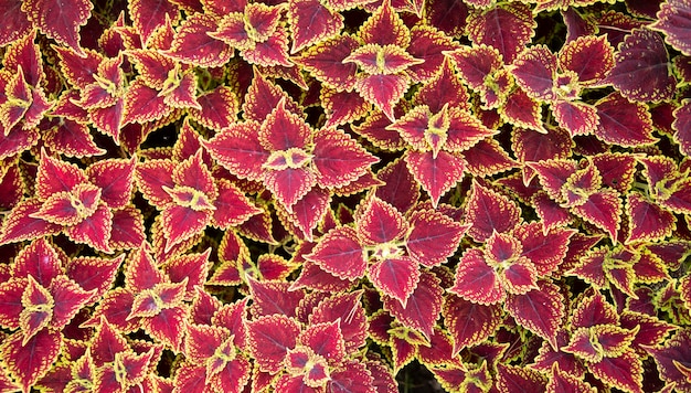 Coleus - Wizard ScarletNatuurlijke plant achtergrond. Abstracte textuur.