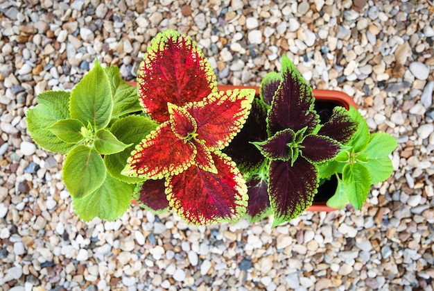 Coleusplanten in een bovenaanzicht van een plantenbak