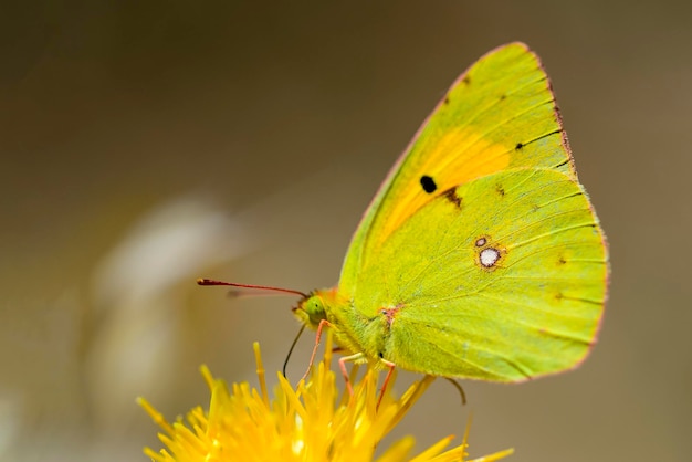 Photo the colias croceus butterfly is a species of the pieridae family