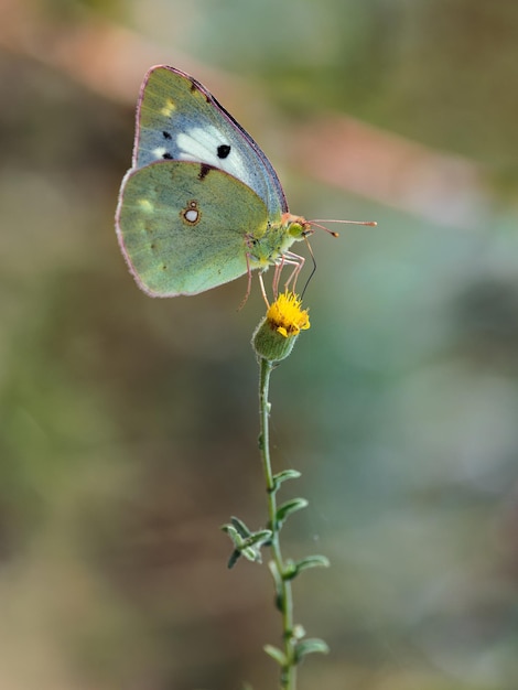 Colias croceus は黄色に曇った蝶で、Pieridae 科の小さな蝶です。