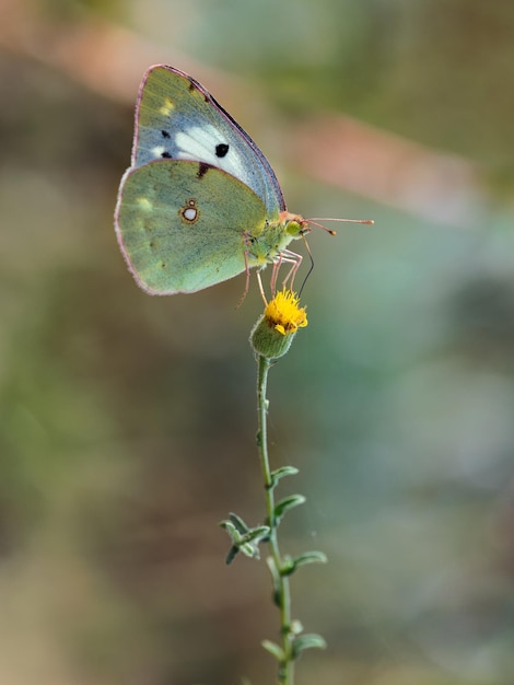 Colias croceus, clouded yellow, is a small butterfly of the\
family pieridae.